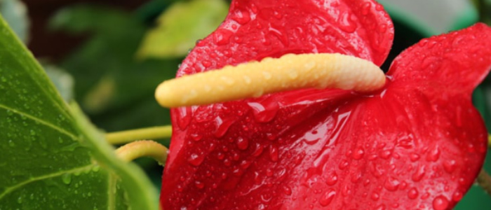 Como as plantas respiram?
