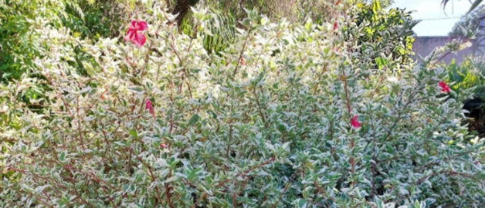 Hibisco: como cultivar?